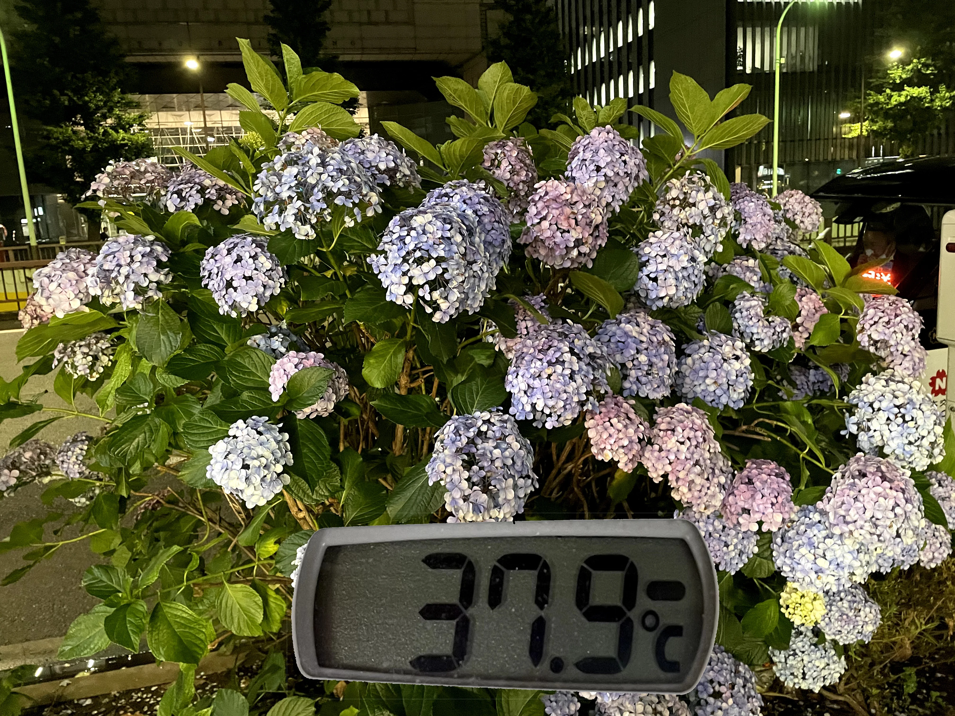 美しい花の風景
