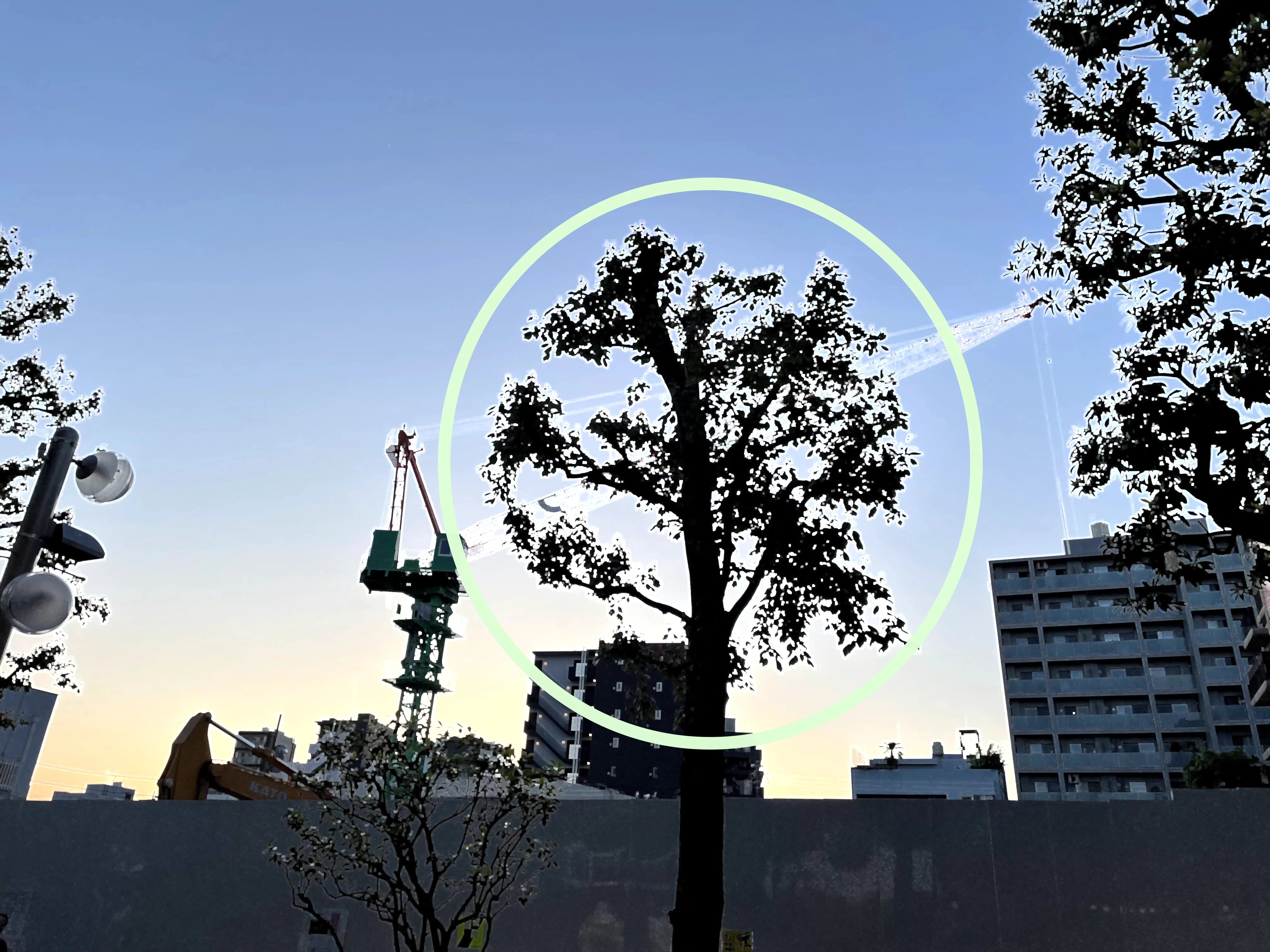 蜂の写真の風景